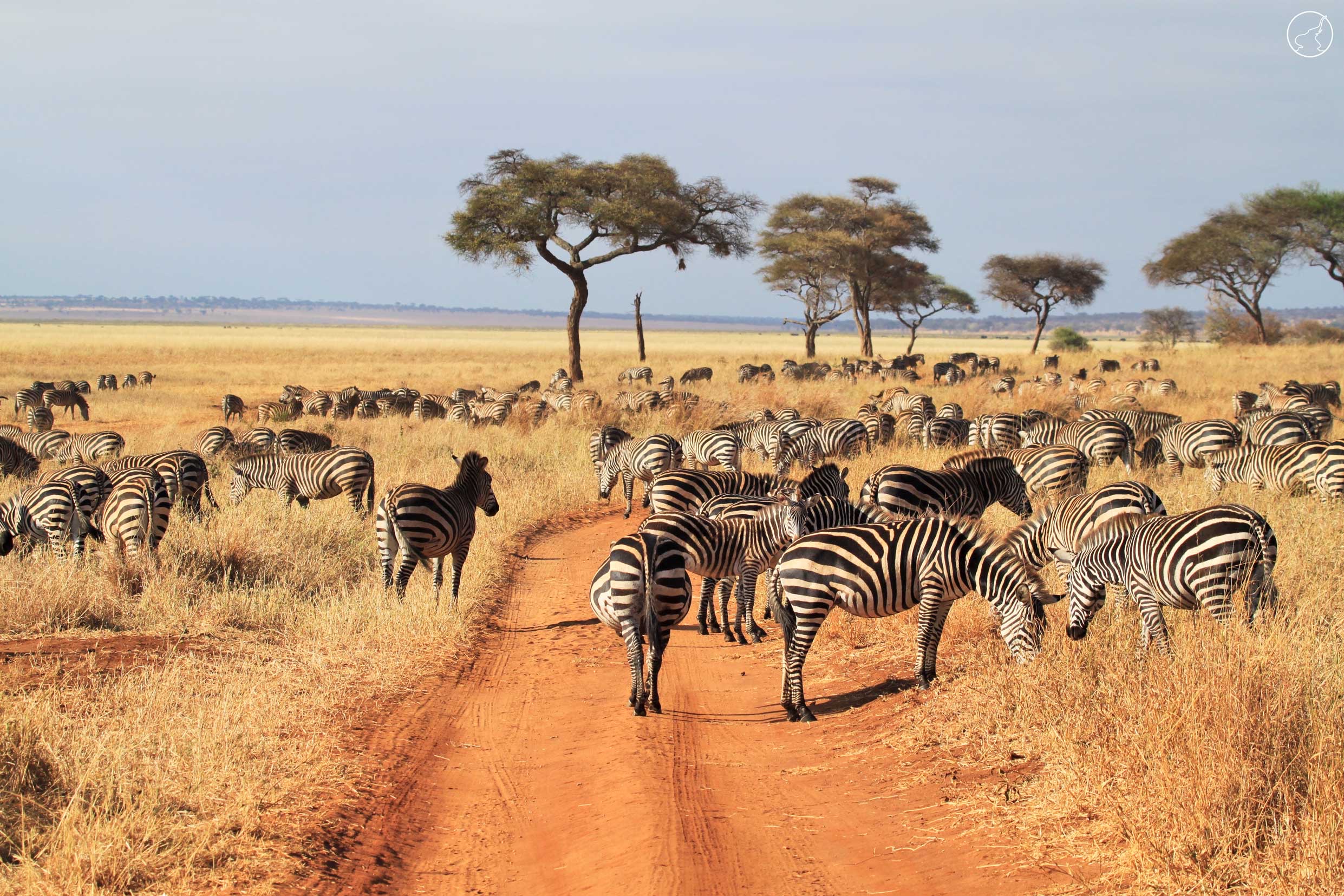 Tarangire